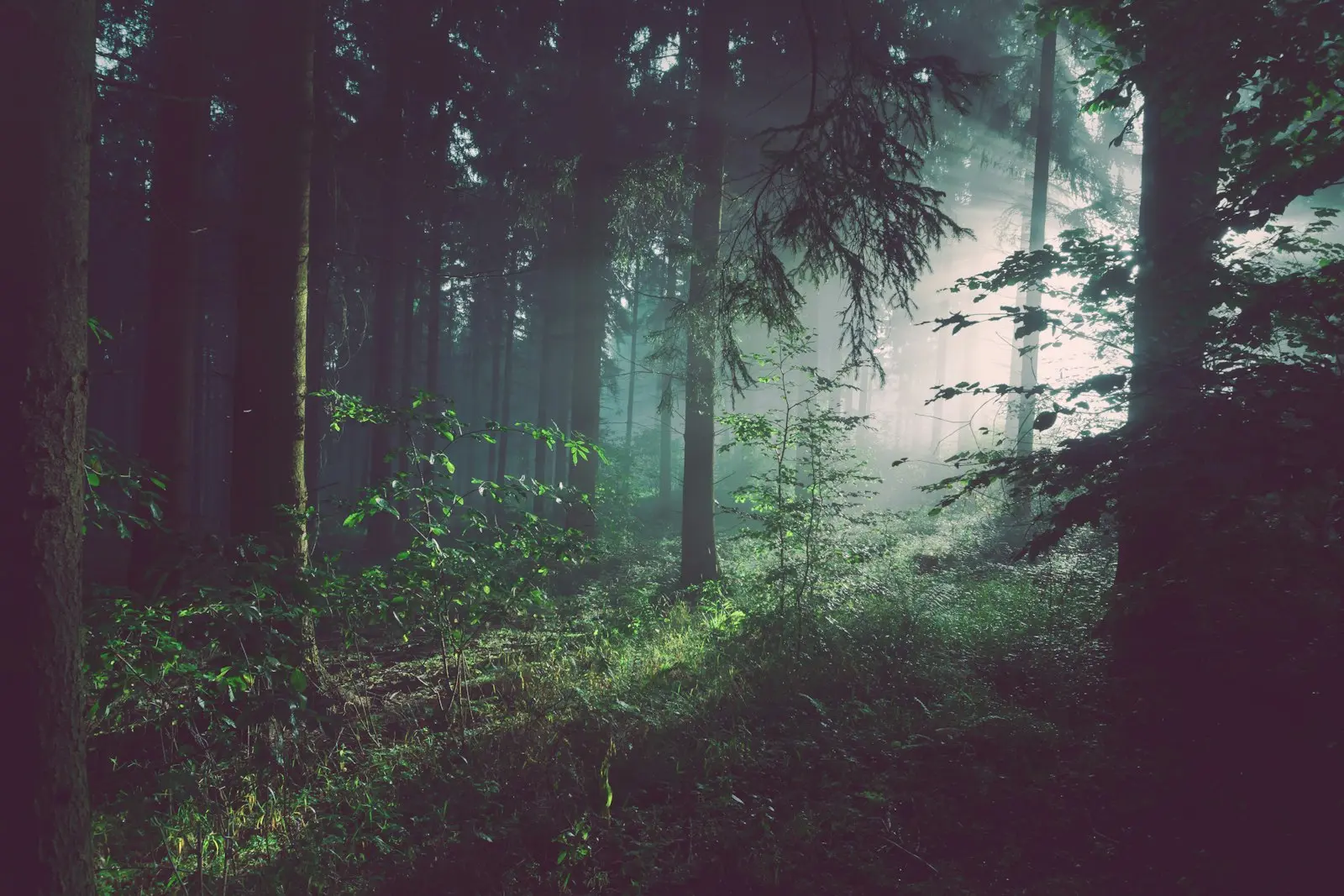 Sunlit forest path winding through tall trees